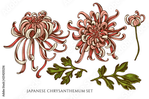 Vector collection of hand drawn colored japanese chrysanthemum