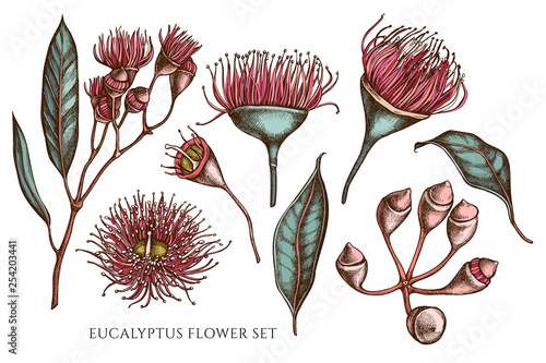 Vector collection of hand drawn colored  eucalyptus flower
