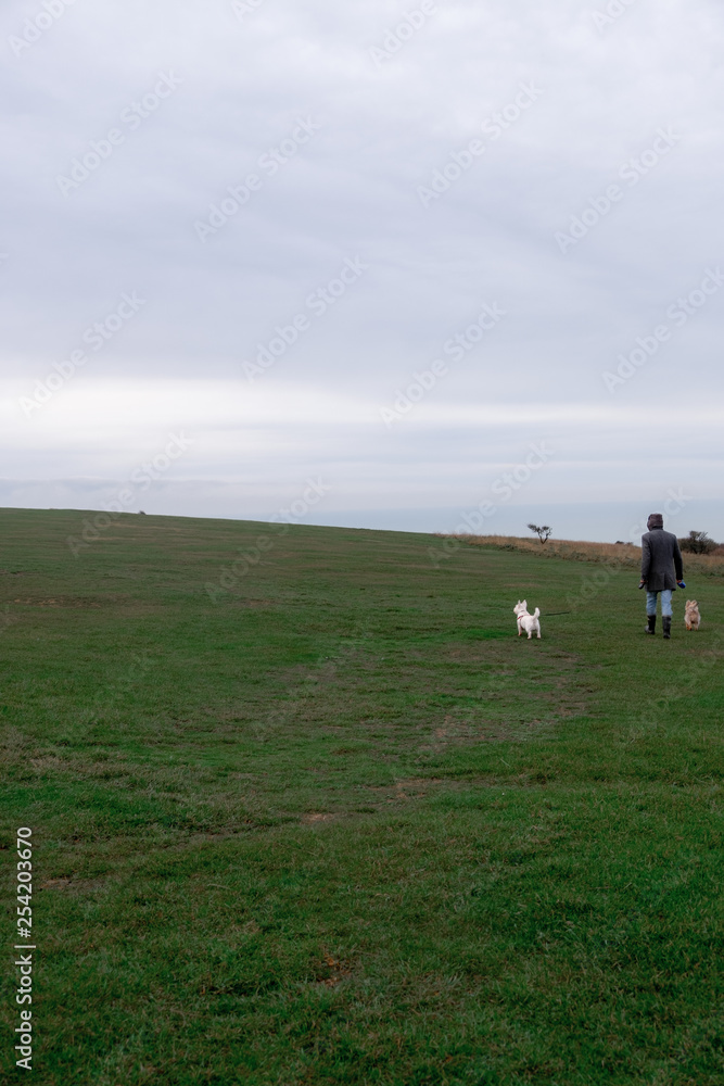 A young man walking two dogs on a green field on an autumn afternoon A young man walking two dogs on a green field on an autumn afternoon