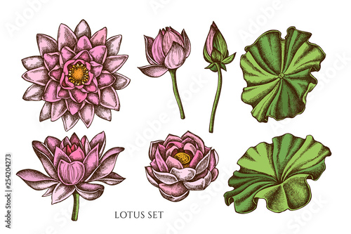 Vector collection of hand drawn colored  lotus