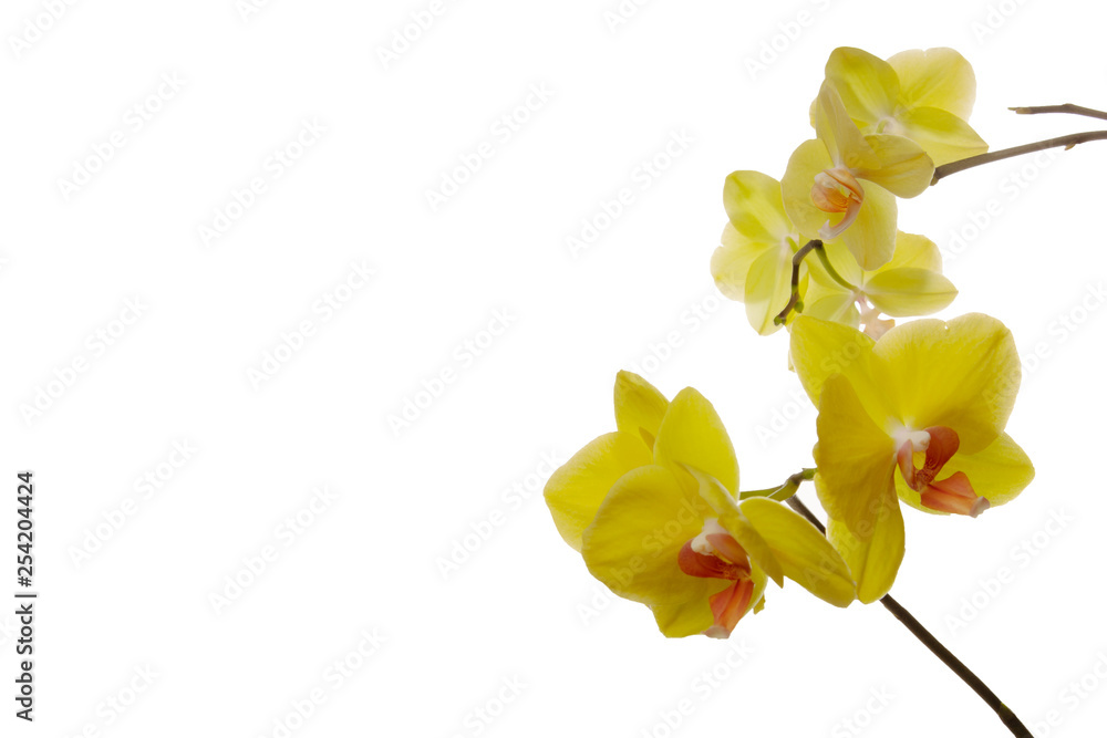 Obraz premium Orchidee, Orchid