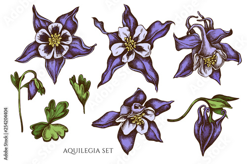 Fotografia Vector collection of hand drawn colored  aquilegia