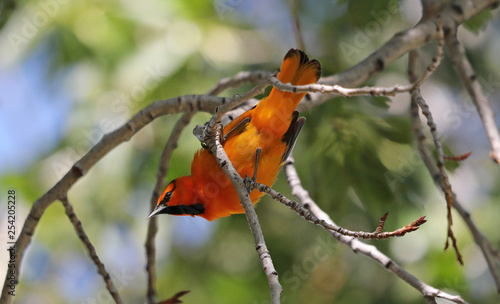 Northern oriole