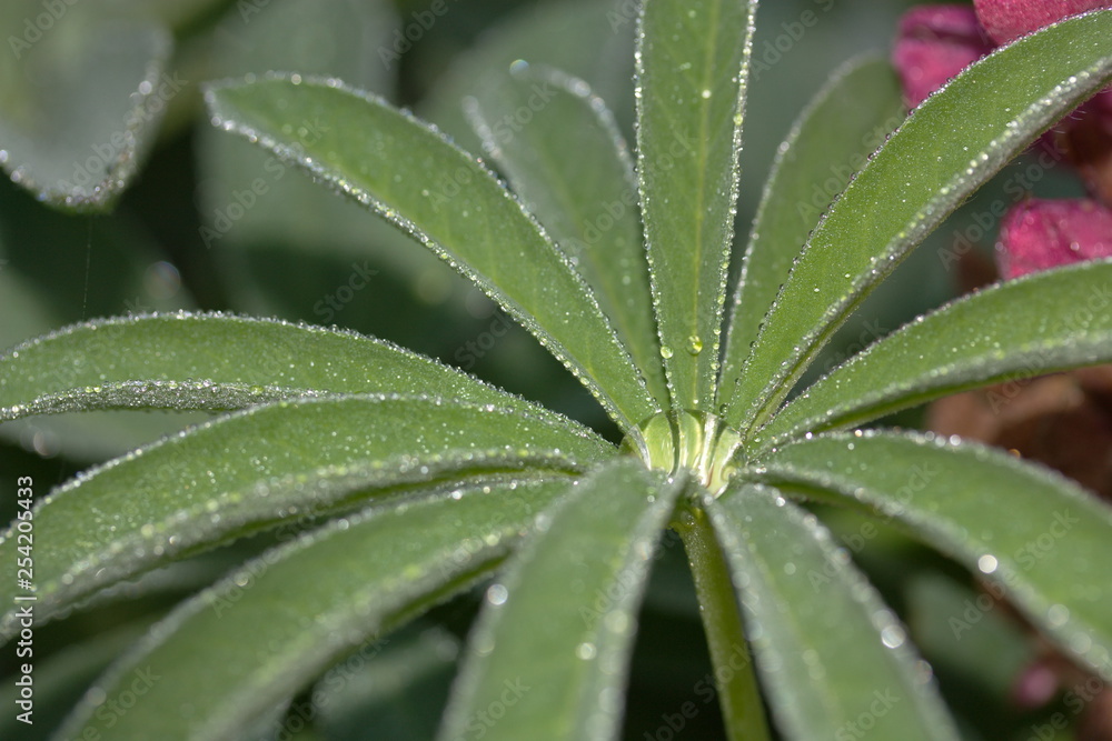 wassertropfen auf einer Pflanze wassertropfen auf einer Pflanze