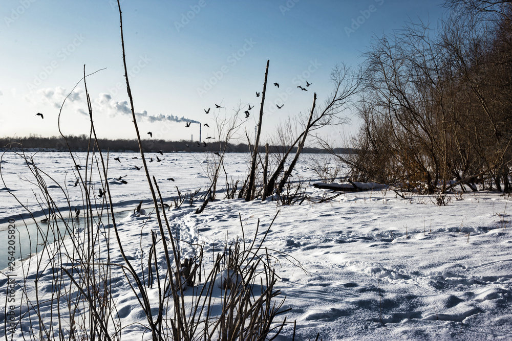 Fototapeta premium winter landscape with snowy trees and blue sky