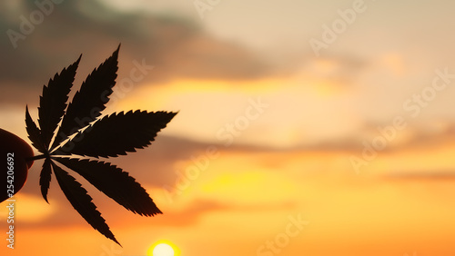 Beautiful Commercial Cannabis in the amazing sunset background. Close up of the marijuana leaf. Legalization in Canada, free cultivation of marijuana. Copy space for your lettering or design