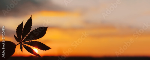 Plant of marijuana medical use with a high content of CBD. Beautiful Commercial Cannabis in sunset background. Legalization in Canada, free cultivation of marijuana. Copy space