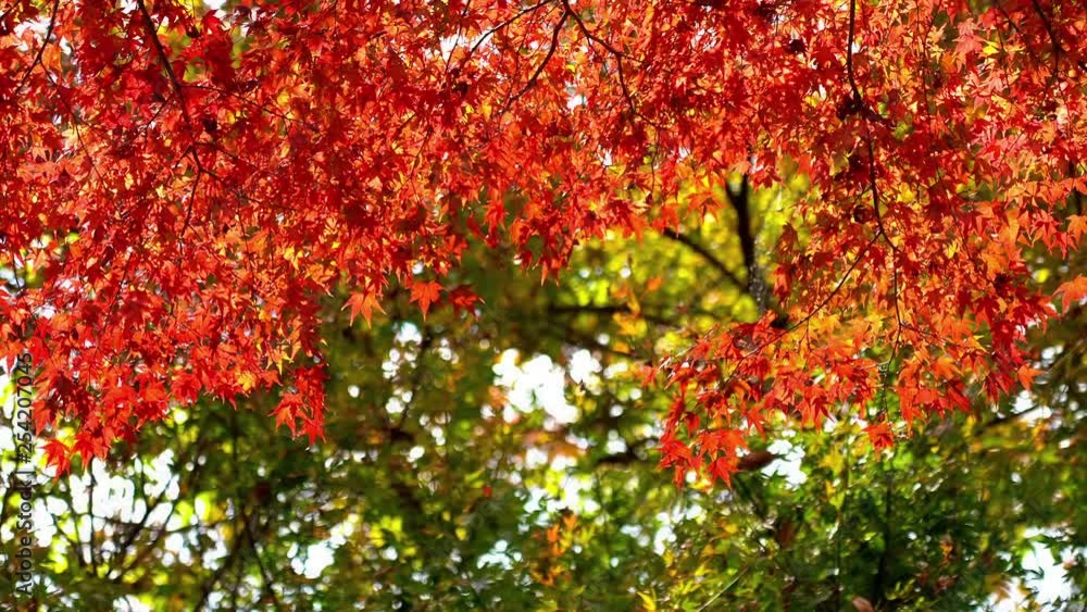 Japanese maple leaves swaying in the wind on a sunny day Japanese maple leaves swaying in the wind on a sunny day