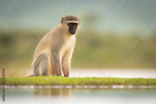 Vervet monkey in the wild photo