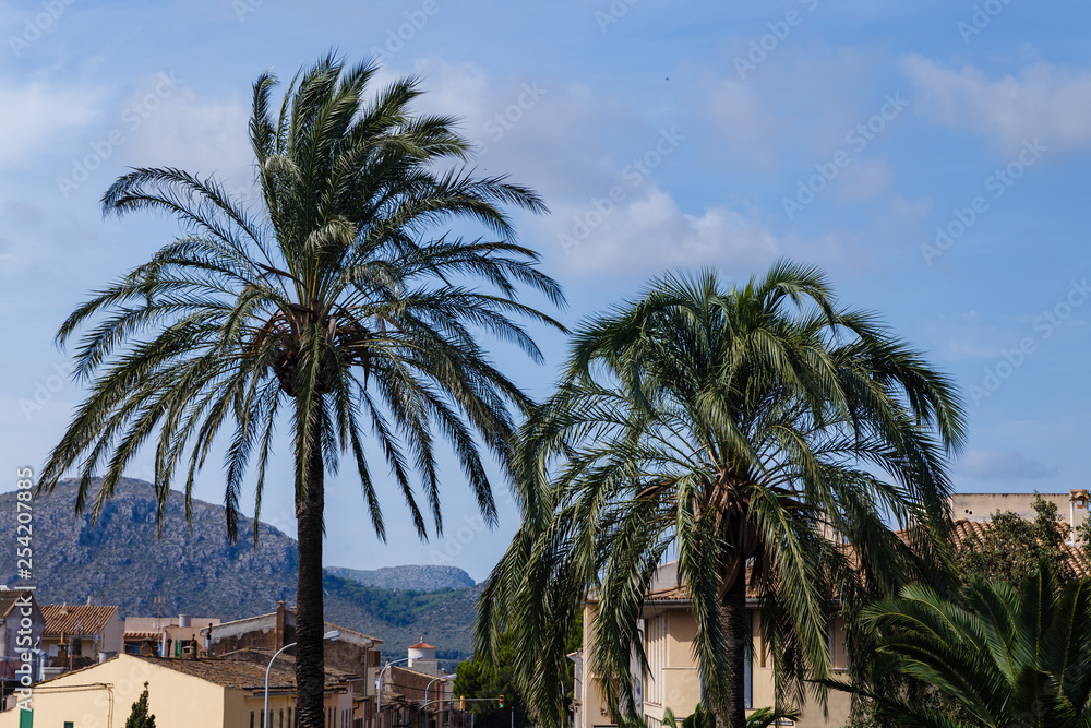 two large palm trees in the city on a blue sky with white clouds in the background; natural landscape with palm trees and mountains