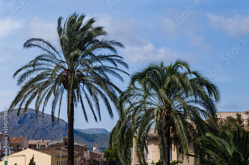 two large palm trees in the city on a blue sky with white clouds in the background  natural landscape with palm trees and mountains © Dainis