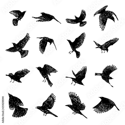 Set of black raven birds, hand drawn crows flock. Drawing sketch. Vector.