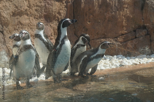 penguin company