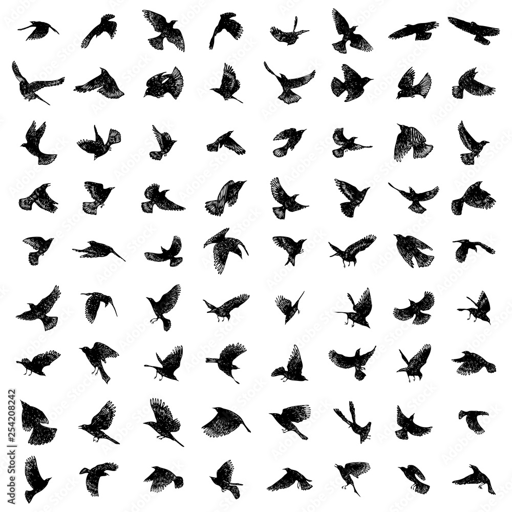 Naklejka premium Large set of birds flock. Flying crows birds. Vector.