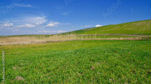 green field and blue sky