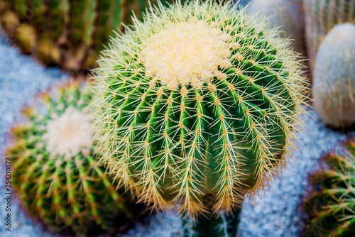 Collection beautiful prickly cacti in the greenhouse