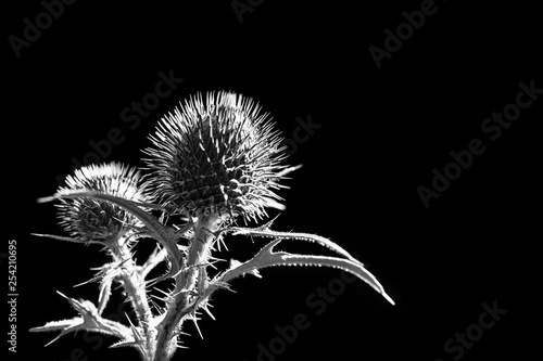 Flower buds of plumeless thistle on black background. Carduus. Artistic melancholy close-up of spring plant silhouette. Spiny leaves. Abstract romantic detail. Fragile white natural beauty. Backlight. photo