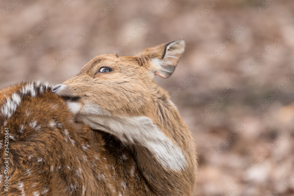 Obraz premium Rehkitz