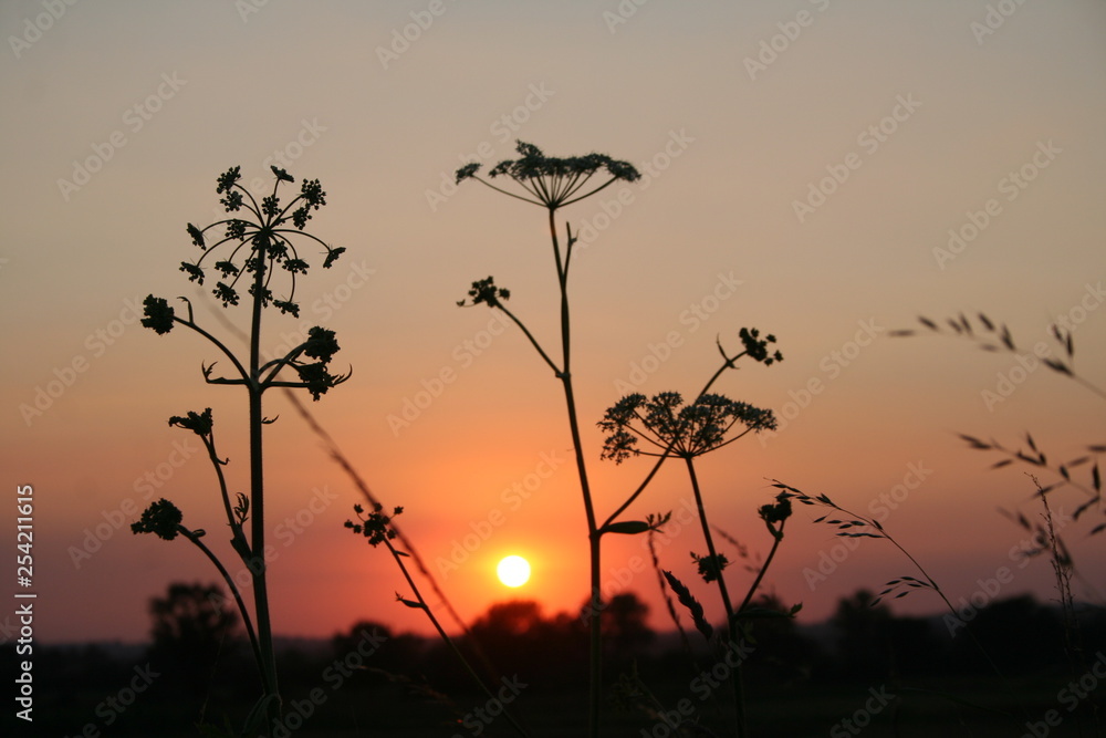 Zachód słońca kwiaty