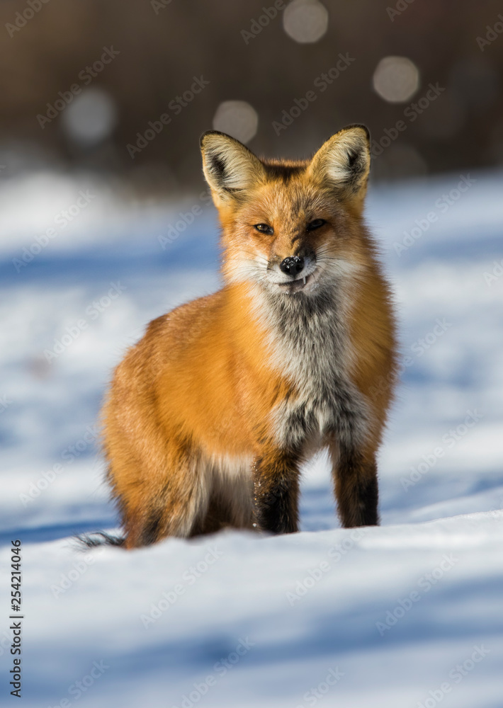fox hunting squirrels in winter fox hunting squirrels in winter