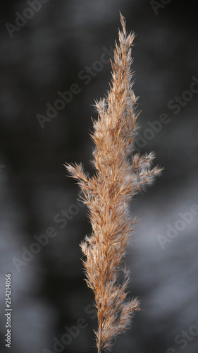 Reeds close-up