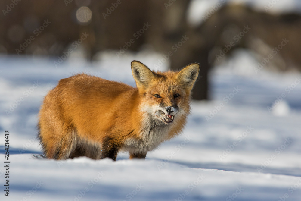 Obraz premium fox hunting squirrels in winter