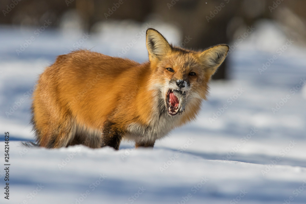 fox hunting squirrels in winter fox hunting squirrels in winter