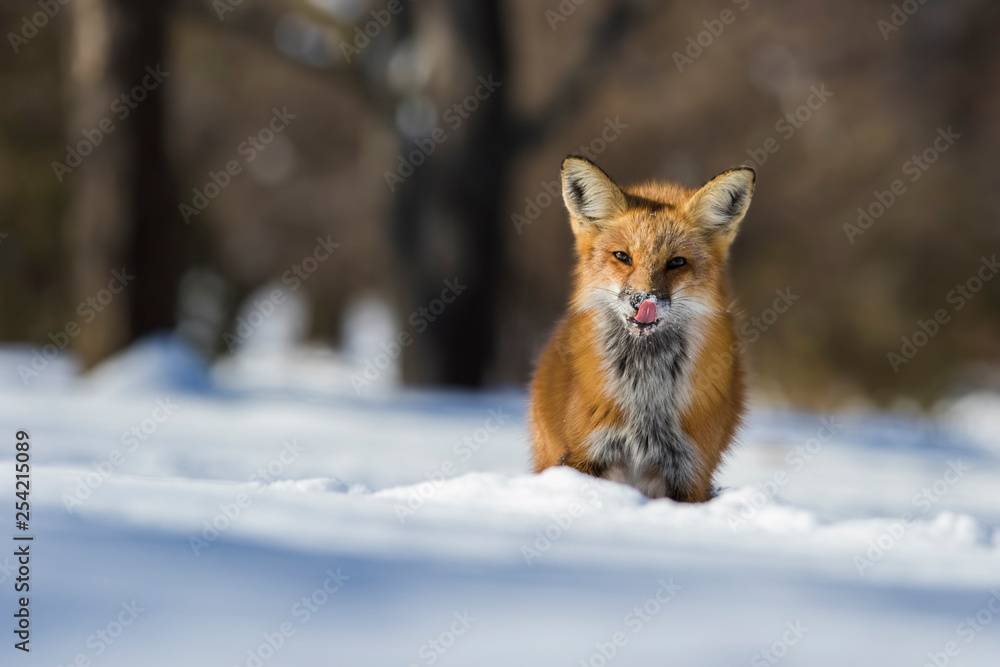 fox hunting squirrels in winter fox hunting squirrels in winter