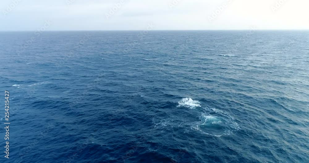 Humpback whale traveling alone decides to go belly up and displays a calming and majestic backstroke while migrating in South Africa Humpback whale traveling alone decides to go belly up and displays a calming and majestic backstroke while migrating in South Africa