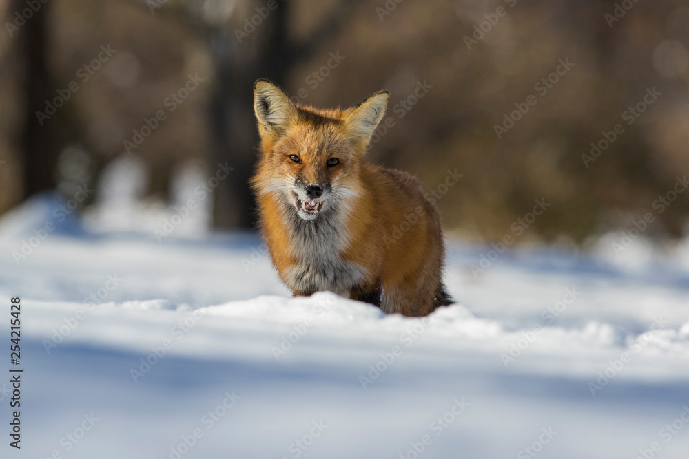 fox hunting squirrels in winter fox hunting squirrels in winter