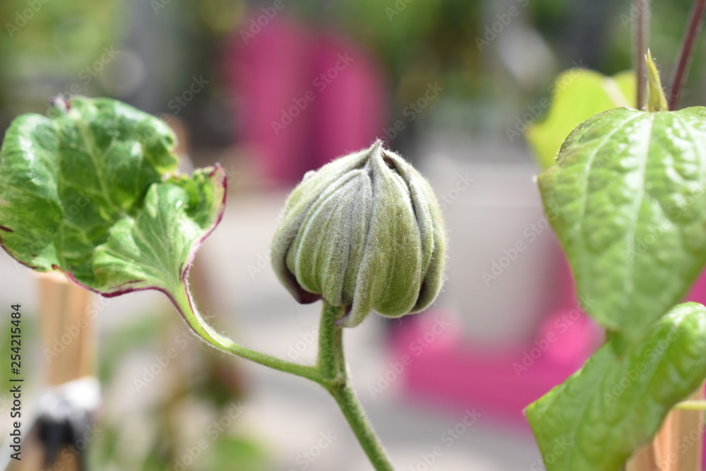 Waldrebe Clematis Staude Gartenpflanze winterhart Charmaine Knospe Waldrebe Clematis Staude Gartenpflanze winterhart Charmaine Knospe