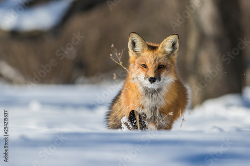 fox hunting squirrels in winter © Mircea Costina