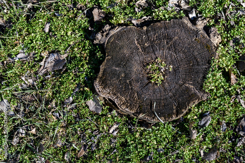 Old stump on green grass tree outdoor garden top view 