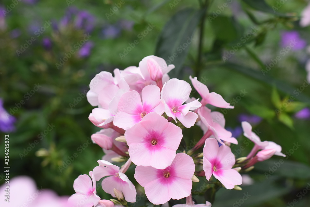 Gartenphlox Phlox subulata Bright Eyes Rosa Blüte Knospe Gartenpflanze Staude Winterhart Gartenphlox Phlox subulata Bright Eyes Rosa Blüte Knospe Gartenpflanze Staude Winterhart