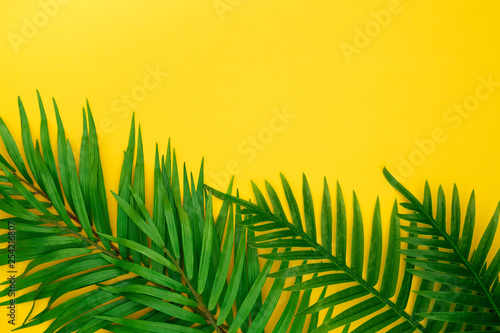 Tropical palm leaves on pastel yellow background. Minimal summer concept. Creative flat lay with copy space. Top view tropical green leaf on pastel color paper