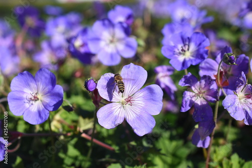 Storchschnabel Geranium Rozanne Biene Insekt Staude Gartenpflanze winterhart Sommerblüher blau
