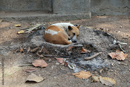 Dog sleeping on the ground around Kalighat temple in Kolkata, India  photo