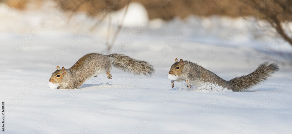 Obraz premium Eastern grey squirrel in winter