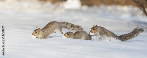 Eastern grey squirrel in winter photo