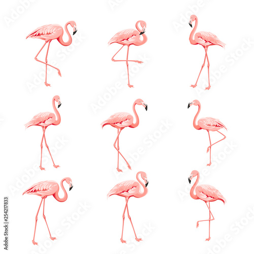 Tropical birds collection. Pink flamingos set. Fashion summer print bundle. Elements for invitation card and your template design. Vector illustration.