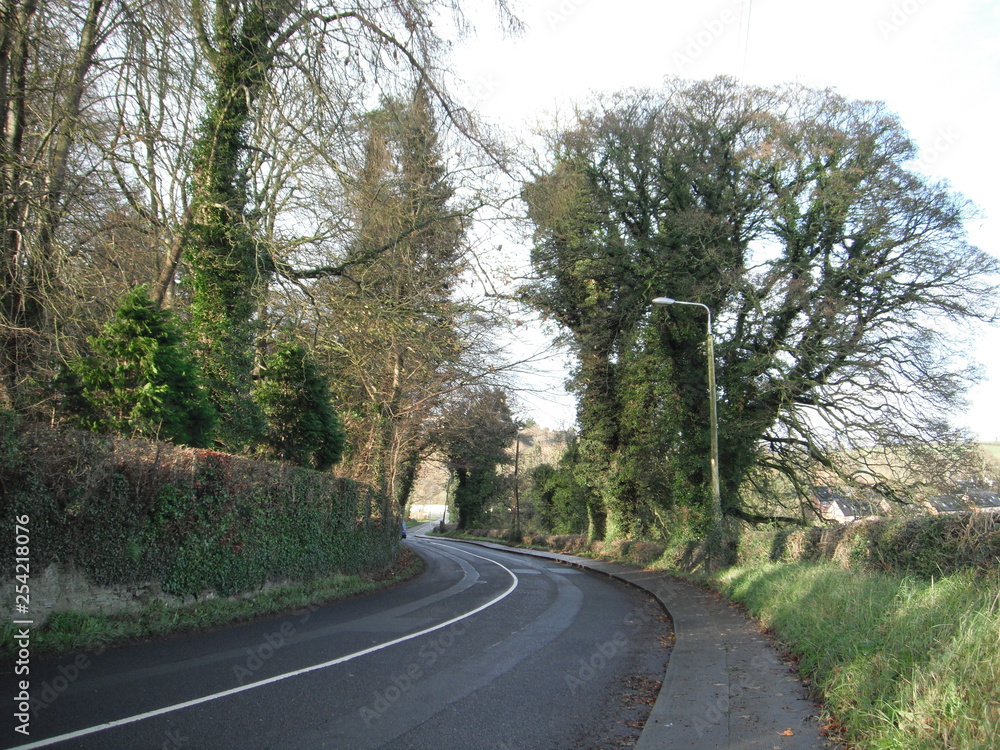 Fototapeta premium trees, nature, scenary, road, beautiful
