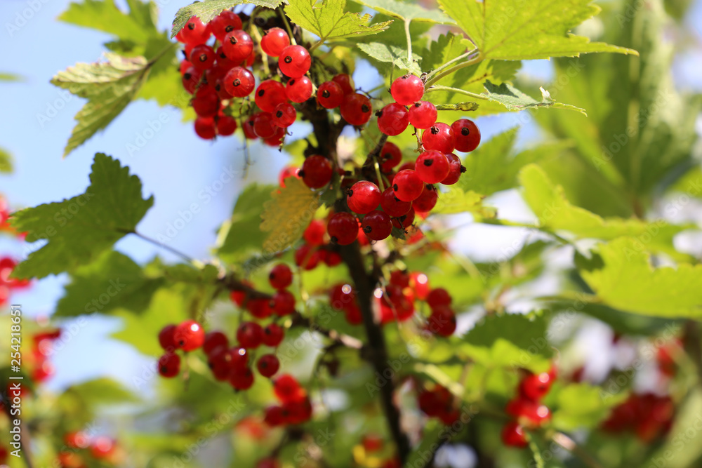 berries of red currant on branch berries of red currant on branch