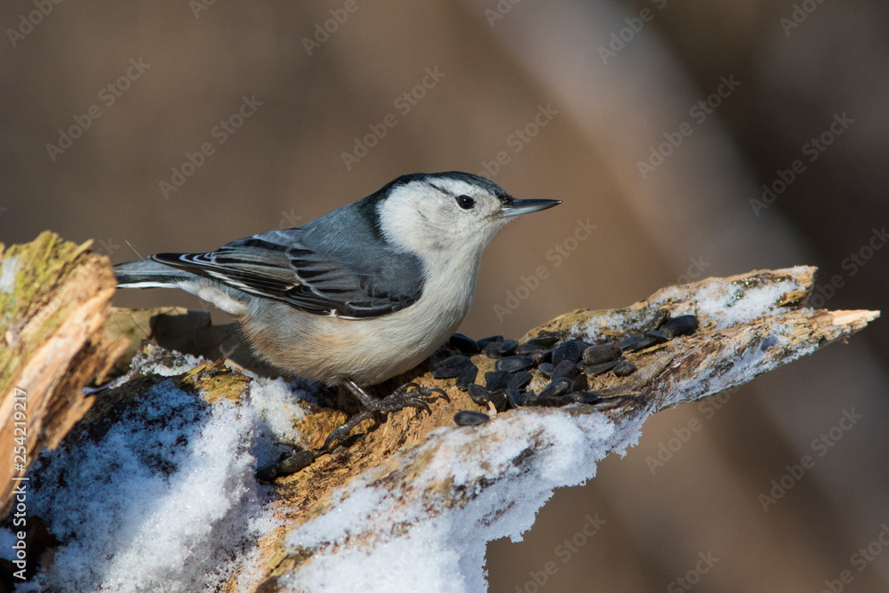 Obraz premium White-breasted Nuthatch in winter