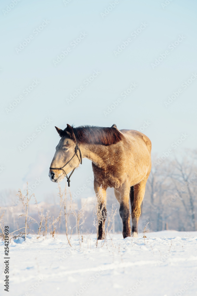 A single horse in a field covered by snow. A single horse in a field covered by snow.