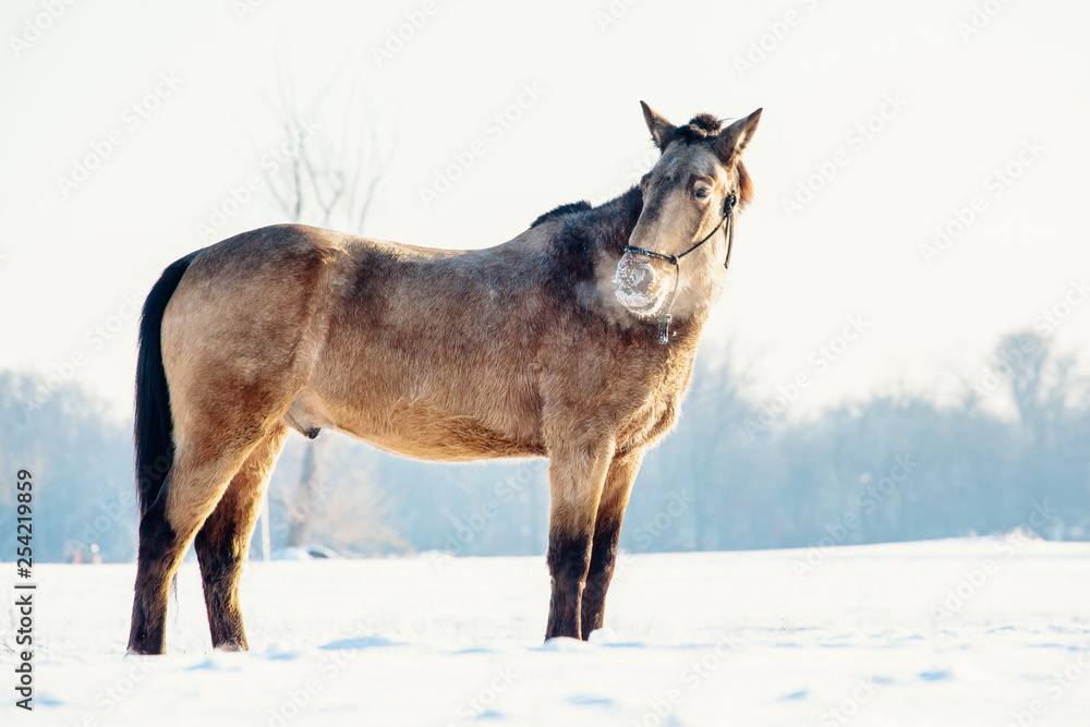 A single horse in a field covered by snow. A single horse in a field covered by snow.