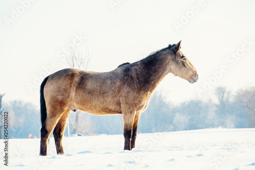 A single horse in a field covered by snow.