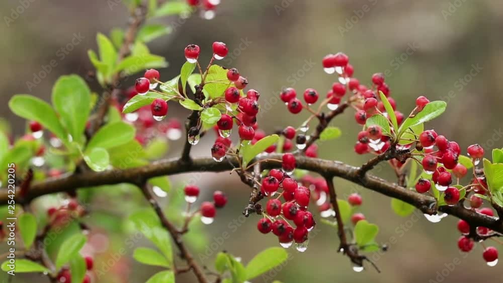 Cotoneaster red winterberries hanging on a branch on a rainy day Cotoneaster red winterberries hanging on a branch on a rainy day