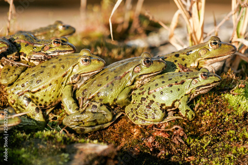 green frogs take a sunbath in early spring 