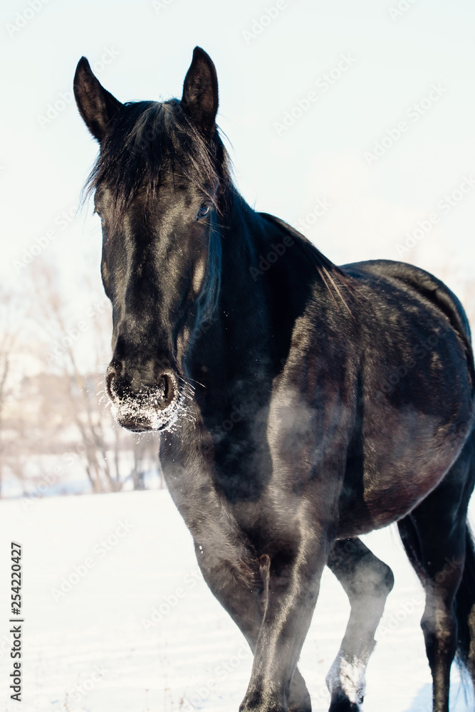 A single horse in a field covered by snow.