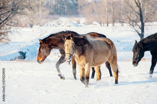 A herd of horses running in the snow field